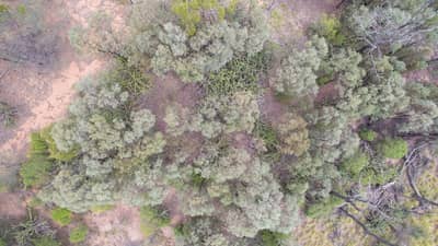 Aerial view of brigalow scrub showing encroachment of Sword Cactus prior to 2017.