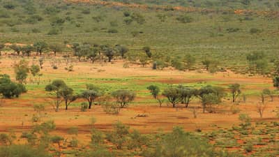 Georgina Gidgee woodlands (sparse trees in an arid landscape).