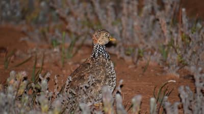 Speckled Plains-Wanderer bird blending in with grassland surroundings at night.