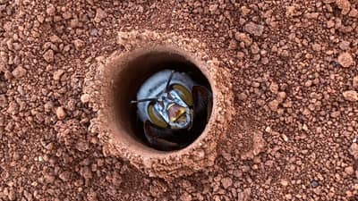 Dawsons Burrowing Bee on Hamelin Station WA.
