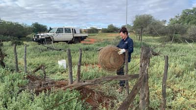 Gail getting stuck into fence removal.