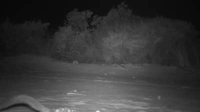 Chuditch camera trap image of  Western quoll.