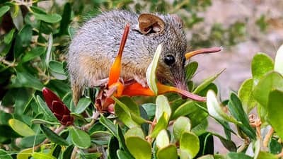 Honey Possum. Photo by William Marwick.