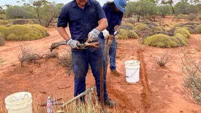 Fence removal on Hamelin is one of the key tasks for the Malgana Rangers.