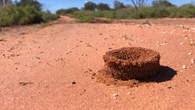 An ant nest.