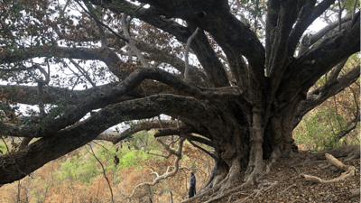 The ancient White Fig tree Ficus virens at Fig Tree Spring on Carnarvon.