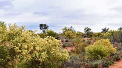 Acacia victoriae flowering across the property.