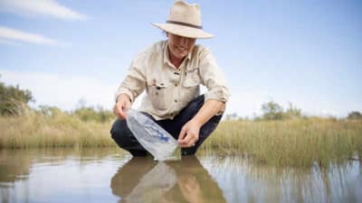 A translocation first for the Red finned Blue eye gets a smile from me Photo by Pete Wallis