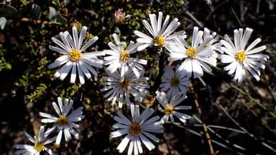 Olearia sp Jerramungup
