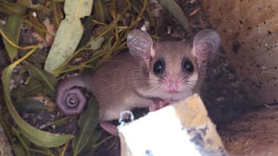Western Pygmy Possum in nest box at Monjebup.