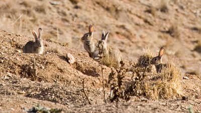 Rabbits denude a landscape of vegetation.