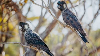 Beautiful and endangered Carnabys Black cockatoos
