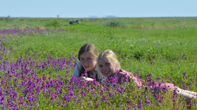 Geri and Maia Tschirner in a field of Swainsona flowers.