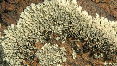 Lichens on a rocky surface.