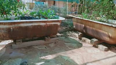 Bath tub vegetable gardens.
