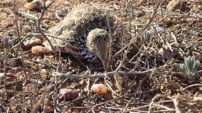 Plains wanderer.