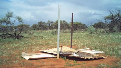 Wagtail taking a bath in corrugated iron sheets.