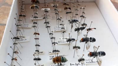 Some of the bees caught at Bob Bon.