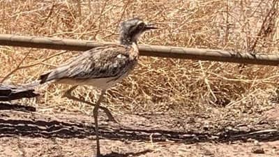 A Bush Stone Curlew was an uncommon visitor