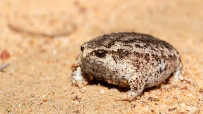 Southern Sandhill Frog has been recorded at Eurardy Reserve.