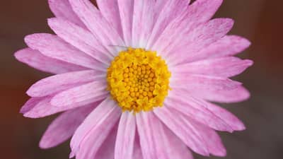 Flower at Bon Bon Reserve.