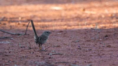 A Western Grasswren at Hamelin Station Reserve.