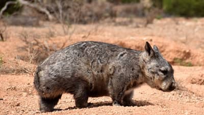Southern hairy nosed wombat in the Murraylands.