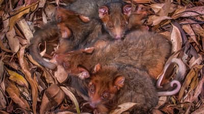 Four Eastern Ringtail Possum joeys, tiny, red-brown mammals with thick fur, long, curling tails, and big, brown eyes, huddle together in a nest of dry leaves.