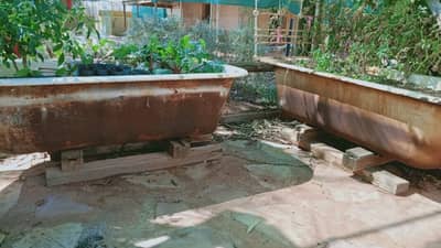 Two old bathtubs being used to grow vegetables.