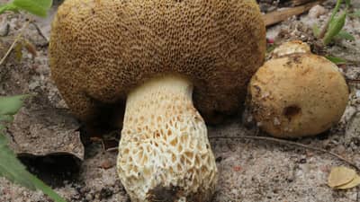 Photo of the fruiting body.