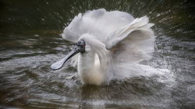Royal Spoonbill. Photo by Steve Parish.