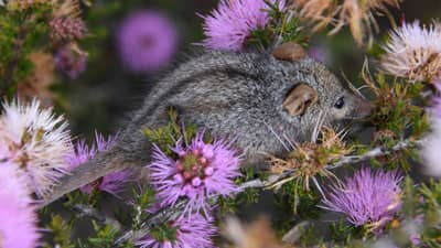 A Honey Possum, a tiny, mouse-like marsupial with a pointed nose, fuzzy grey body with black stripes down its back, and long tail, clings to a twig surrounded by pink bottlebrush flowers.