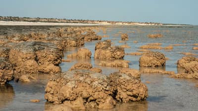 Stromatolites of Hamelin Pool. Photo Jiri Lochman/Lochman Transparencies.