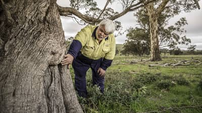 Dja Dja Wurrung assessor Ron Kerr inspects a scar tree on the Nardoo Hills reserves.