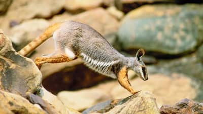 A Yellow-footer Rock-wallaby. Photo Wayne Lawler / EcoPix.