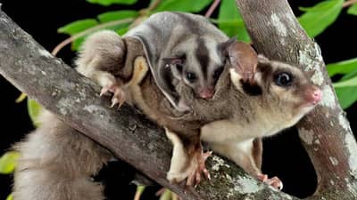 Sugar glider.