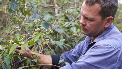 Reserve Manager Paul Hales inspects Siam flowers.