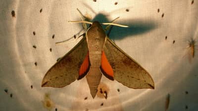 Hippotion scrofa moth. Photo Suzi Bond.