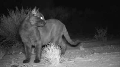 A feral cat caught on a motion-sensor camera.