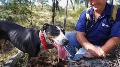 Bush Heritage volunteer Shane Jackson and his Catahoula dog Annie. Photo Leanne Hales.