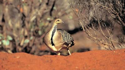 A Malleefowl on its mound. Photo by Jiri Lochman/Lochman Transparencies.