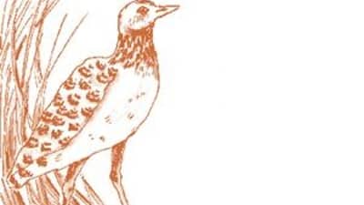 Plains wanderer illustration