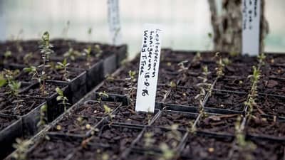 Woolly Tea-tree seedlings. Photo by Anna Carlile.