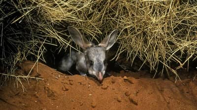 Greater Bilby. Photo by Kathy Atkinson/AUSCAPE.
