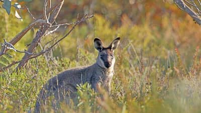 A Western Brush Wallaby in the nearby Fitzgerald River National Park, WA. Photo by Georgina Steytler.