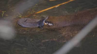 A Platypus photographed during the recent surveys on Scottsdale Reserve. Photo Richard Taylor.