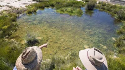 A natural artesian spring produces a pool of clear, shallow water at Edgbaston Reserve.