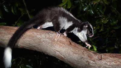A Striped Possum, a thick-furred possum with a long, bushy-tipped tail, crosses a branch at night.