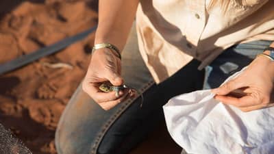 A Painted Dragon trapped during monitoring on Bon Bon Station Reserve. Photo by Carly Earl/The Guardian.
