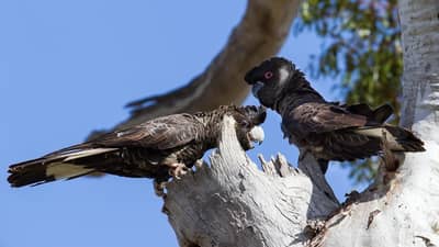 A pair of Carnaby’s Black Cockatoos, large parrots with thick, curved beaks, perch on either side of a tree hollow.